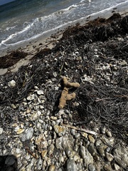 Amphimedon compressa