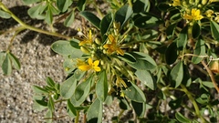 Cleomella obtusifolia