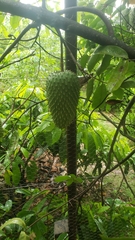 Annona