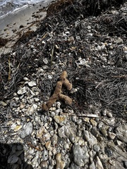 Amphimedon compressa