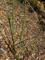 Equisetum