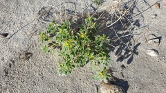 Cleomella obtusifolia