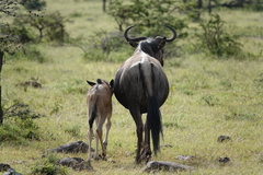 Connochaetes taurinus mearnsi