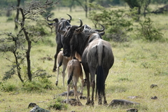 Connochaetes taurinus mearnsi