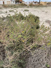 Encelia laciniata