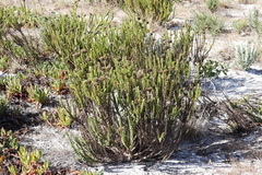 Pseudoselago serrata