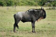 Connochaetes taurinus mearnsi