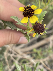 Encelia laciniata
