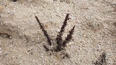 Aphyllon cooperi