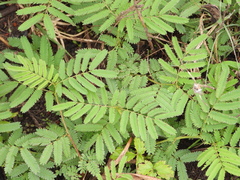 Desmanthus illinoensis