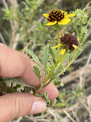Encelia laciniata