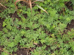 Desmanthus illinoensis