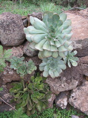 Aeonium