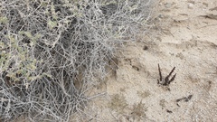 Aphyllon cooperi