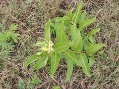 Asclepias viridis