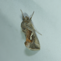 Macdunnoughia confusa