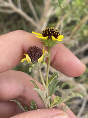 Encelia laciniata