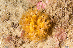 Axinella damicornis