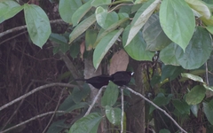Ramphocelus carbo