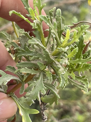 Encelia laciniata