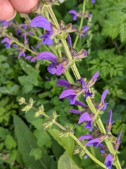 Salvia pratensis