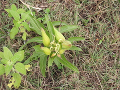 Asclepias viridis