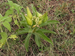Asclepias viridis