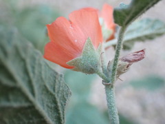 Sphaeralcea