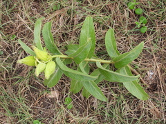 Asclepias viridis