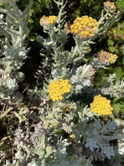 Helichrysum dasyanthum
