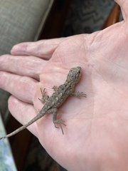 Sceloporus olivaceus