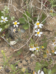 Coreocarpus parthenioides parthenioides