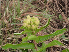 Asclepias viridis