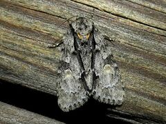Acronicta strigosa