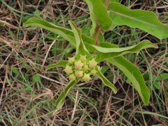 Asclepias viridis