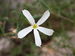 Phlox tenuifolia