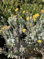 Helichrysum dasyanthum