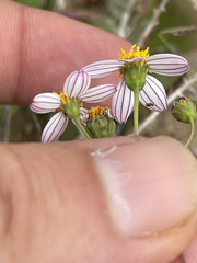 Coreocarpus parthenioides parthenioides