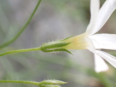 Phlox tenuifolia