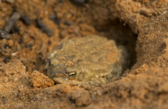 Duttaphrynus stomaticus