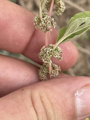 Amaranthus fimbriatus