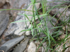 Phlox tenuifolia