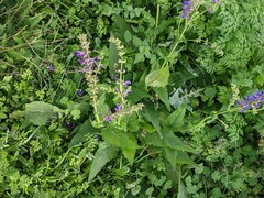 Salvia pratensis