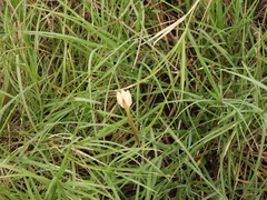 Zephyranthes chlorosolen