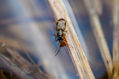 Bembidion articulatum