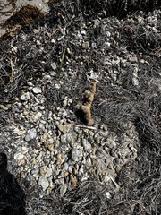 Amphimedon compressa