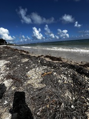 Amphimedon compressa