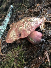 Rubroboletus pulcherrimus