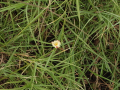 Zephyranthes chlorosolen