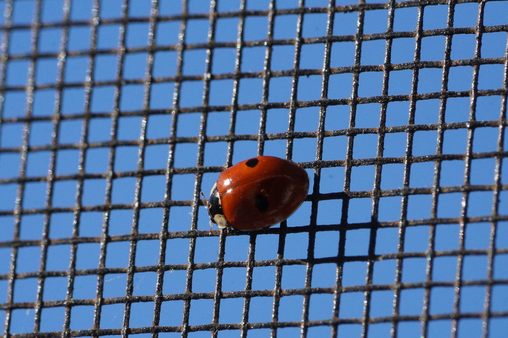 Two-spotted lady beetle (Adalia bipunctata)